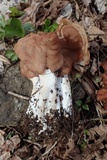 Gyromitra brunnea image