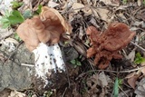 Gyromitra brunnea image