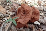 Gyromitra brunnea image