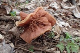 Gyromitra brunnea image