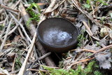 Pseudoplectania melaena image