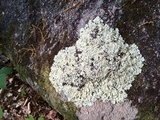 Flavoparmelia baltimorensis image