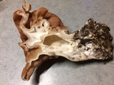 Gyromitra brunnea image