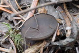 Pseudoplectania melaena image