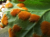 Allodus podophylli image