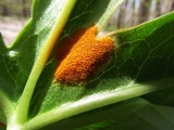 Allodus podophylli image