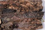 Sebacina epigaea image