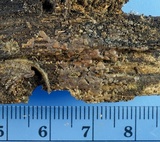 Sebacina epigaea image