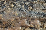 Sebacina epigaea image