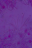 Sebacina epigaea image