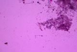 Sebacina epigaea image