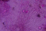 Sebacina epigaea image
