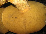 Suillus fuscotomentosus image