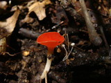 Sarcoscypha occidentalis image