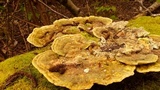 Trametes gibbosa image