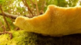 Trametes gibbosa image