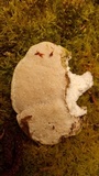 Trametes gibbosa image