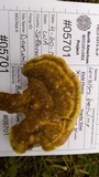 Trametes gibbosa image