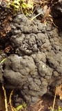 Kretzschmaria deusta image