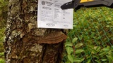 Phellinus gilbertsonii image