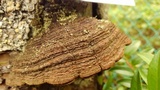 Phellinus gilbertsonii image