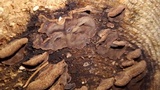 Veluticeps fimbriata image