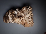 Ramaria marrii image