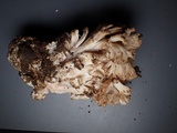 Ramaria marrii image
