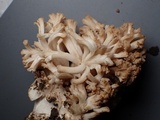 Ramaria marrii image