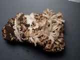Ramaria marrii image