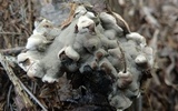 Kretzschmaria deusta image