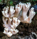 Ramaria capitata image