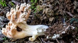 Ramaria capitata image