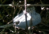 Hohenbuehelia mastrucata image
