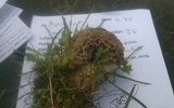 Morchella importuna image
