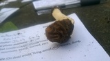 Morchella populiphila image