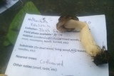 Morchella populiphila image