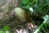 Morchella populiphila image