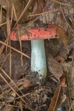Russula flavisiccans image