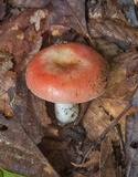 Russula flavisiccans image