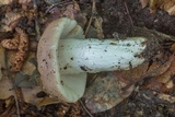 Russula flavisiccans image