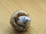 Inocybe insinuata image