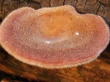 Lentinus strigosus image