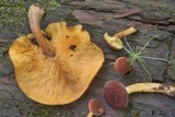 Tricholomopsis rutilans image