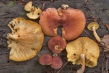 Tricholomopsis rutilans image