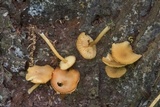 Callistosporium luteo-olivaceum image