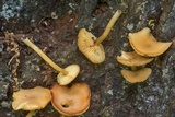 Callistosporium luteo-olivaceum image