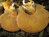 Suillus fuscotomentosus image