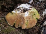 Trametes gibbosa image