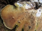 Trametes gibbosa image